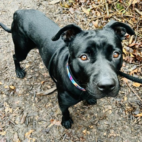 Martha-Foster, an adoptable Mixed Breed in Grand Rapids, MI, 49534 | Photo Image 3