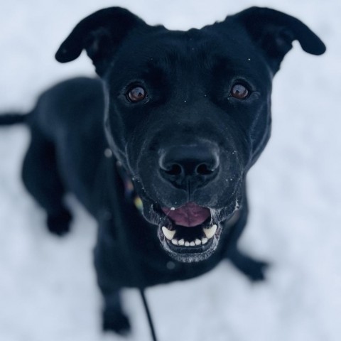 Martha-Foster, an adoptable Mixed Breed in Grand Rapids, MI, 49534 | Photo Image 4