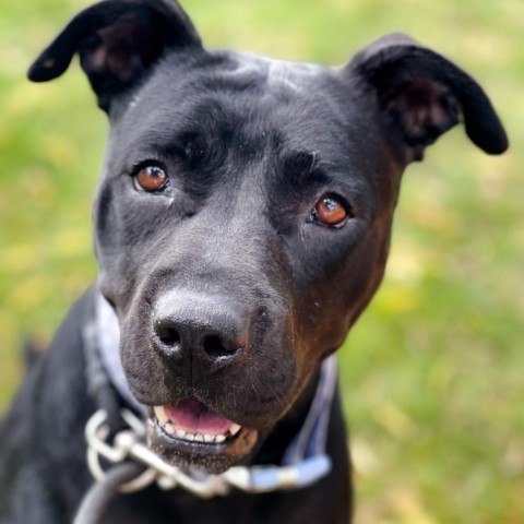 Martha-Foster, an adoptable Mixed Breed in Grand Rapids, MI, 49534 | Photo Image 5