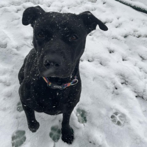 Martha-Foster, an adoptable Mixed Breed in Grand Rapids, MI, 49534 | Photo Image 5