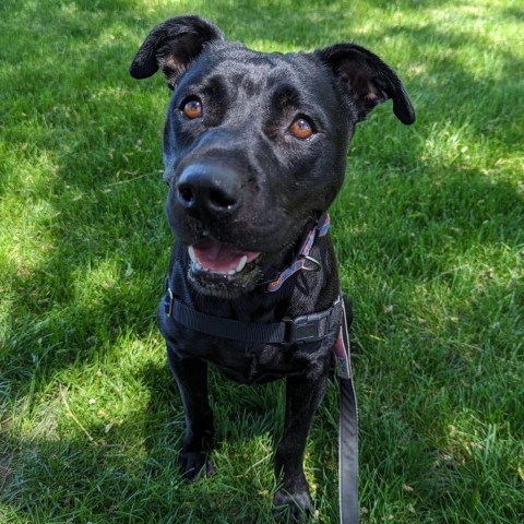 Martha-Foster, an adoptable Mixed Breed in Grand Rapids, MI, 49534 | Photo Image 5