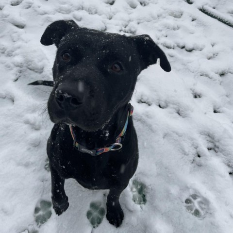 Martha-Foster, an adoptable Mixed Breed in Grand Rapids, MI, 49534 | Photo Image 6