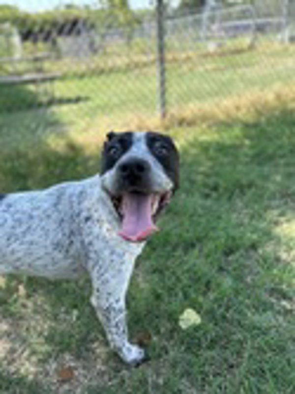 Blue tick pit cheap
