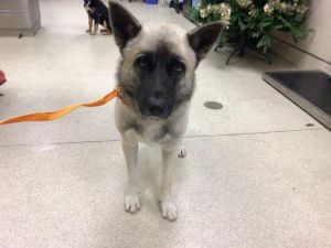 **A1775715**, Adult Male unknown