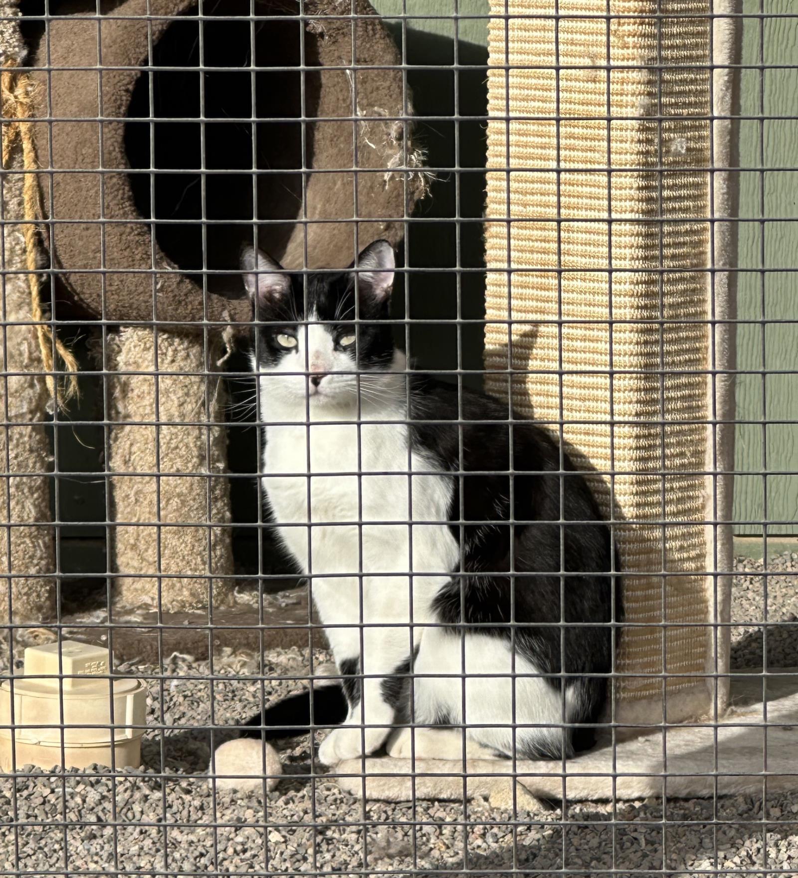 Patch, an adoptable Tuxedo in Incline Village, NV, 89450 | Photo Image 1