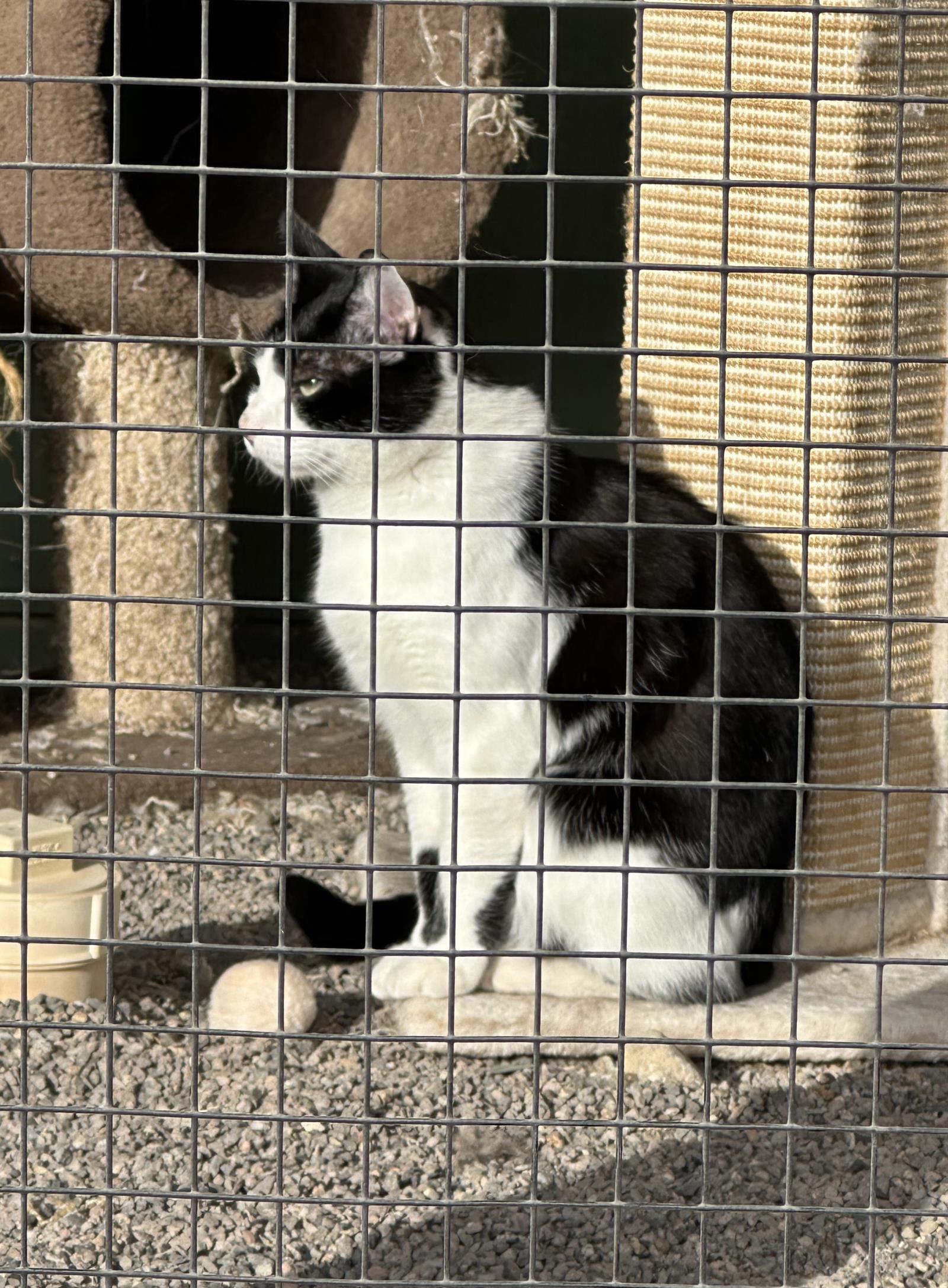 Patch, an adoptable Tuxedo in Incline Village, NV, 89450 | Photo Image 2