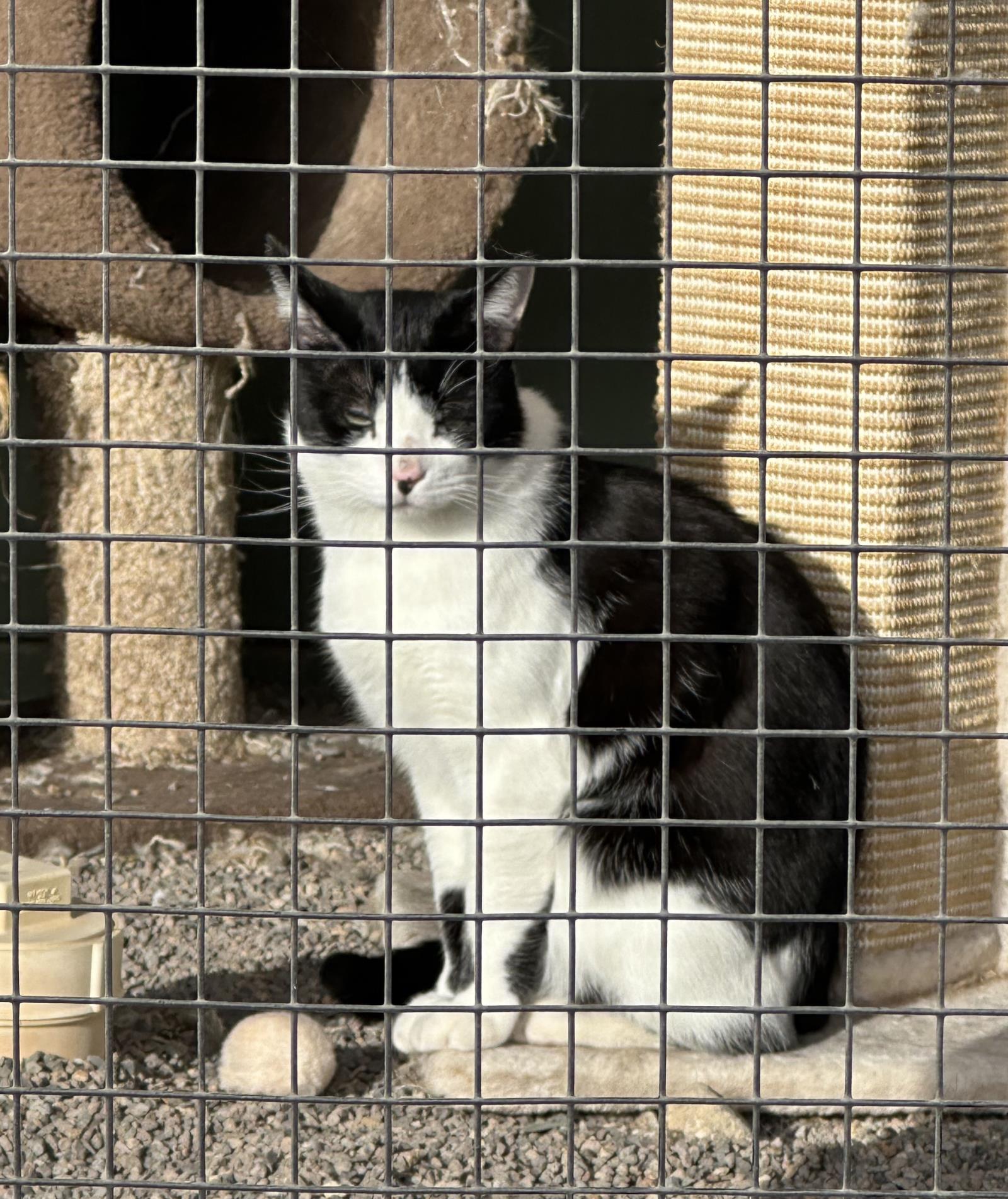 Patch, an adoptable Tuxedo in Incline Village, NV, 89450 | Photo Image 3