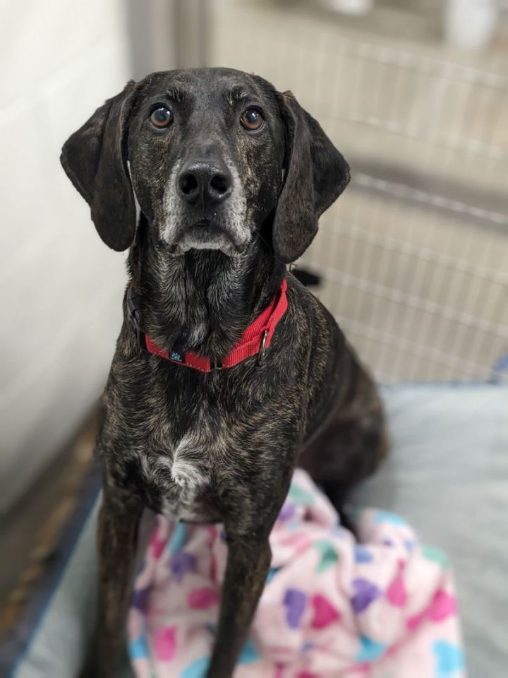 Pointer plott hound store mix