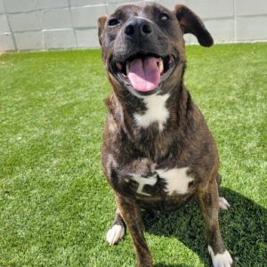 Ocean 8636, Adult Female Terrier
