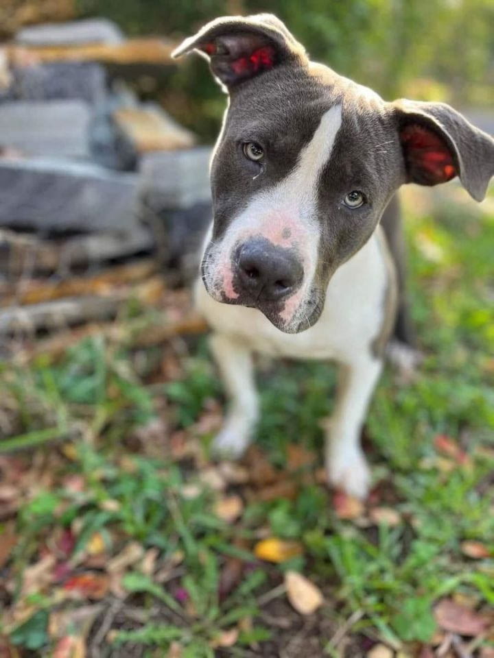 Blue pit boxer store mix