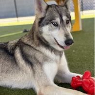 Husky irish 2024 wolfhound mix