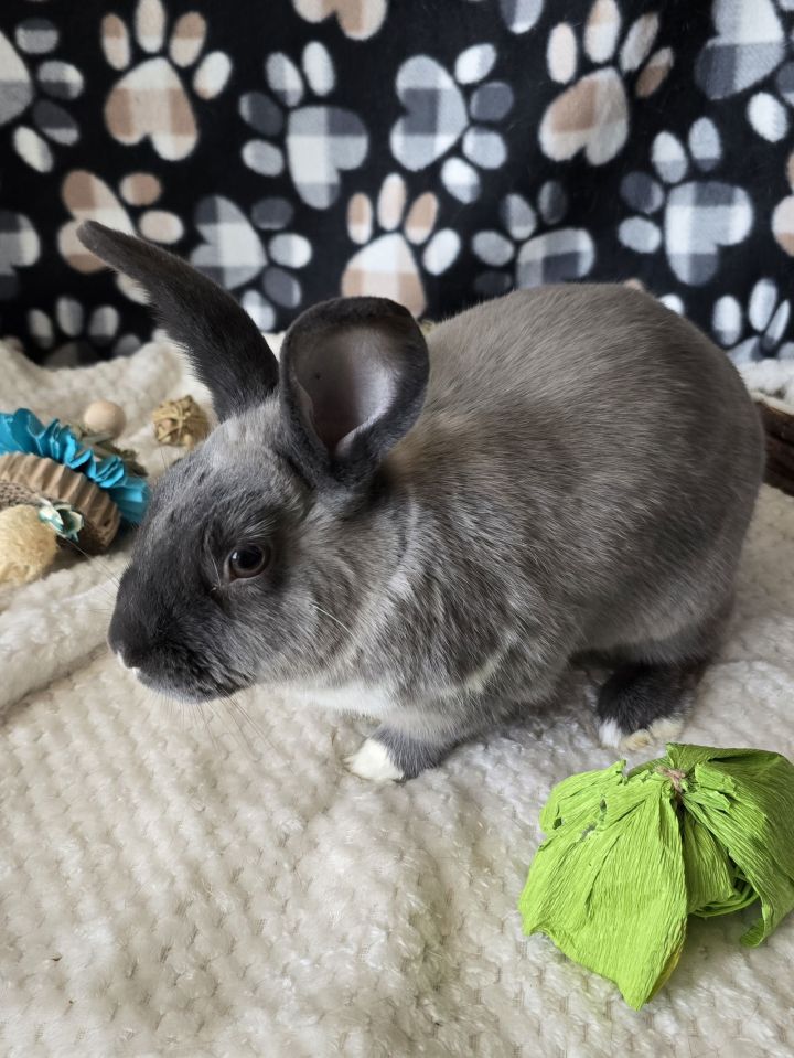 American sales sable rabbit