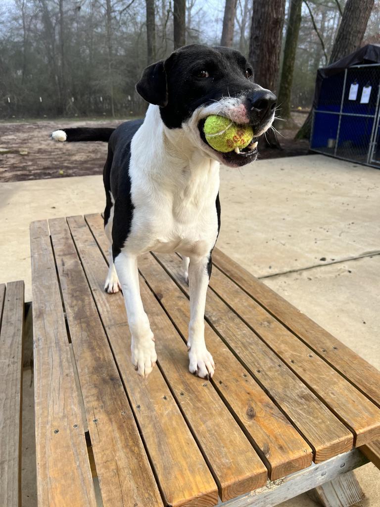 Simon, an adoptable Terrier, Labrador Retriever in Ruston, LA, 71270 | Photo Image 1