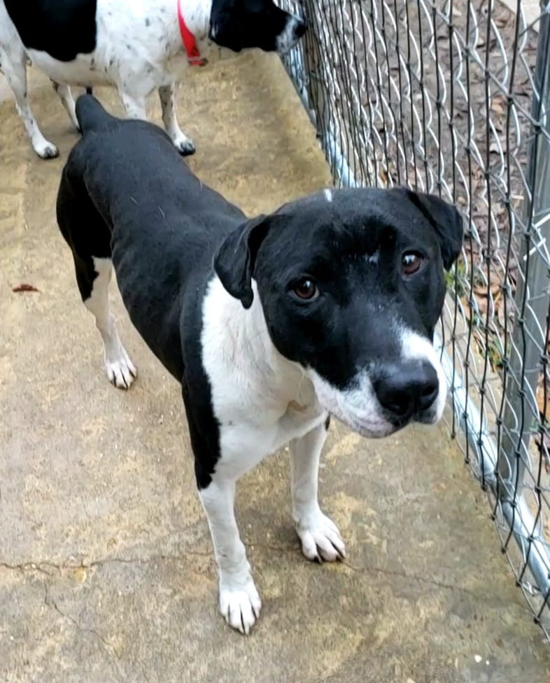 Simon, an adoptable Terrier, Labrador Retriever in Ruston, LA, 71270 | Photo Image 2