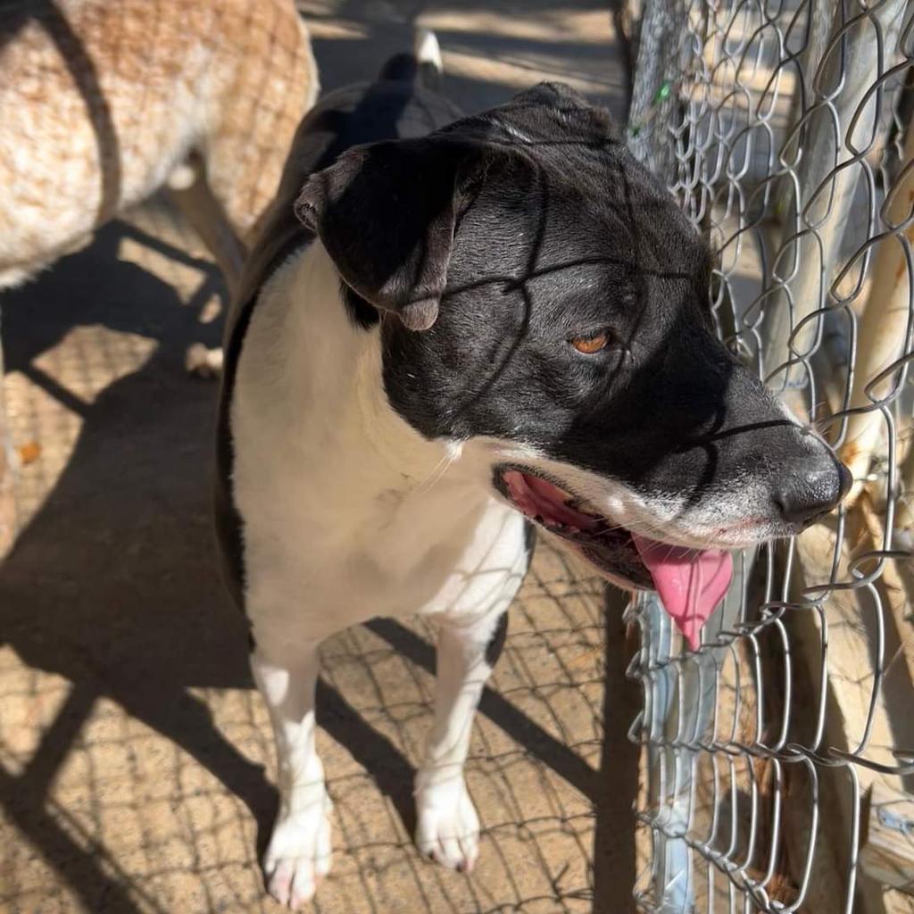 Simon, an adoptable Terrier, Labrador Retriever in Ruston, LA, 71270 | Photo Image 3