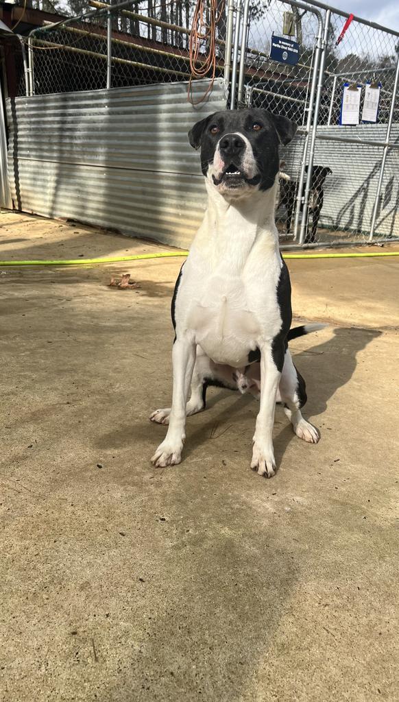 Simon, an adoptable Terrier, Labrador Retriever in Ruston, LA, 71270 | Photo Image 4