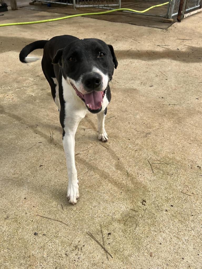 Simon, an adoptable Terrier, Labrador Retriever in Ruston, LA, 71270 | Photo Image 5