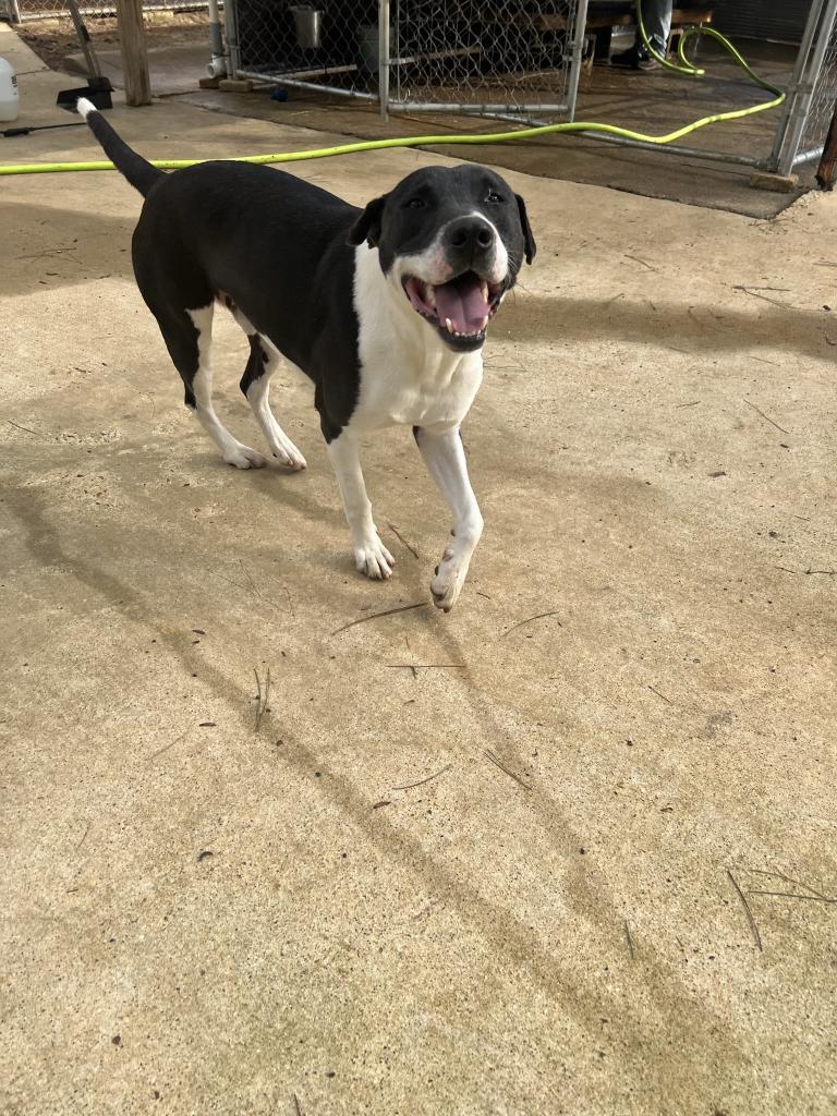 Simon, an adoptable Terrier, Labrador Retriever in Ruston, LA, 71270 | Photo Image 6