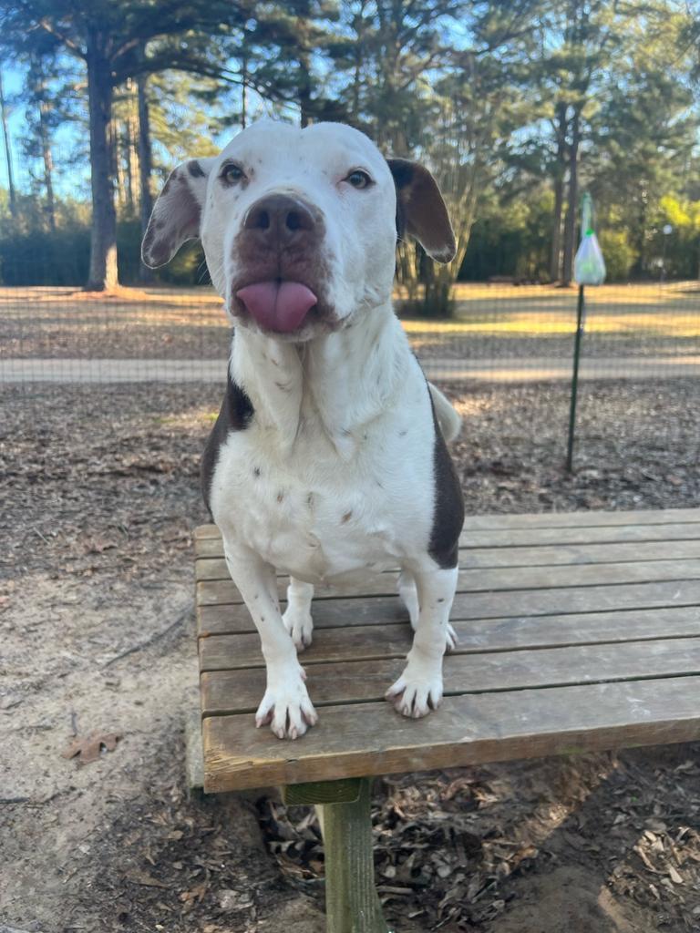 Ann Marie, an adoptable Terrier in Ruston, LA, 71270 | Photo Image 1