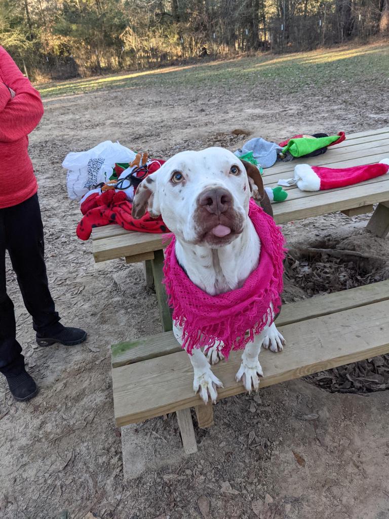 Ann Marie, an adoptable Terrier in Ruston, LA, 71270 | Photo Image 2