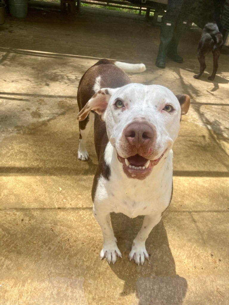 Ann Marie, an adoptable Terrier in Ruston, LA, 71270 | Photo Image 3