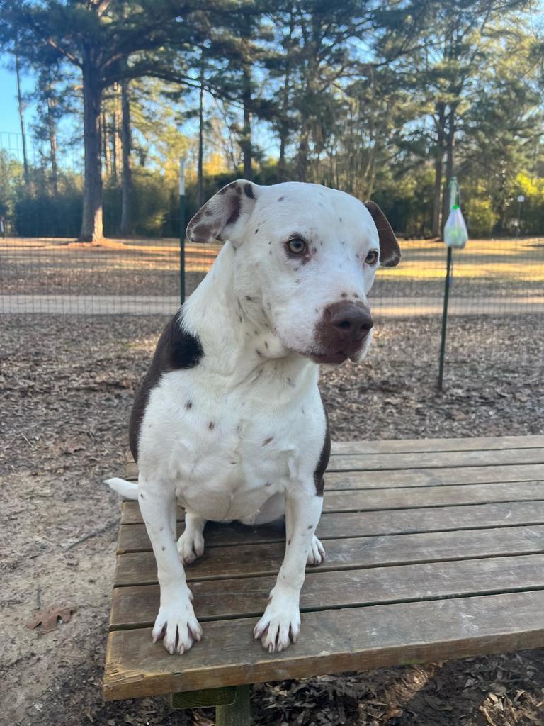 Ann Marie, an adoptable Terrier in Ruston, LA, 71270 | Photo Image 4