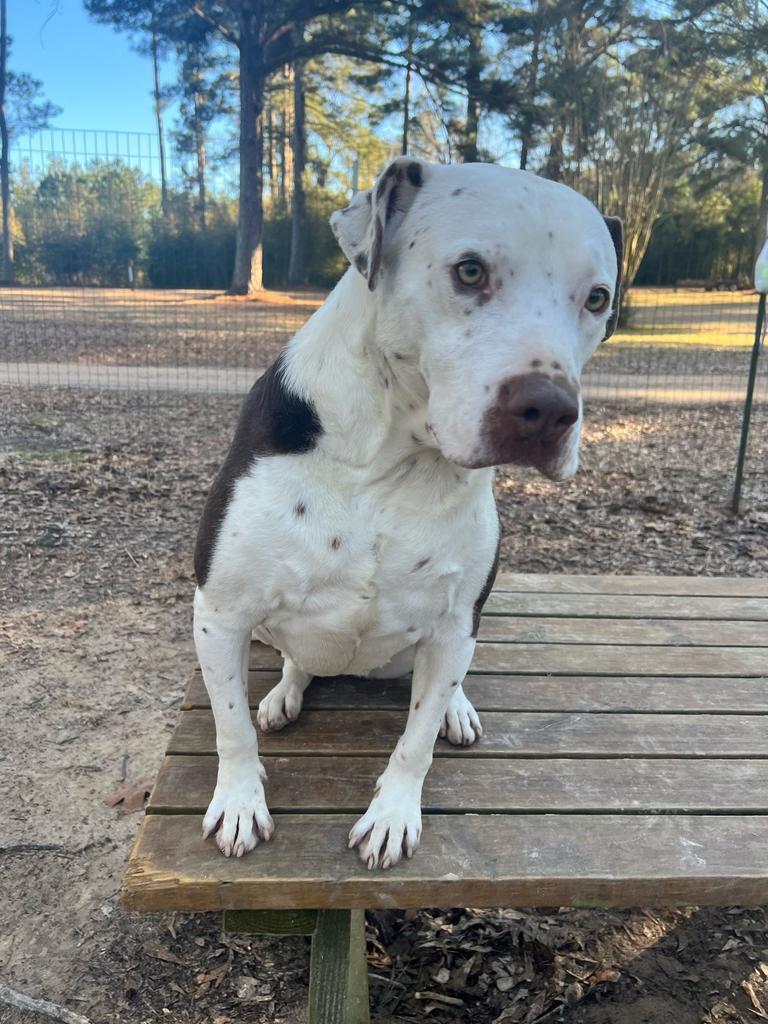 Ann Marie, an adoptable Terrier in Ruston, LA, 71270 | Photo Image 5