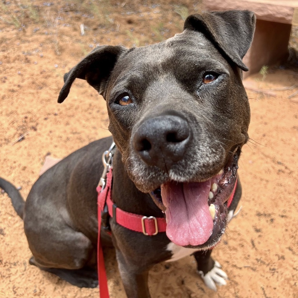 Lilac, an adoptable American Staffordshire Terrier in Kanab, UT, 84741 | Photo Image 1