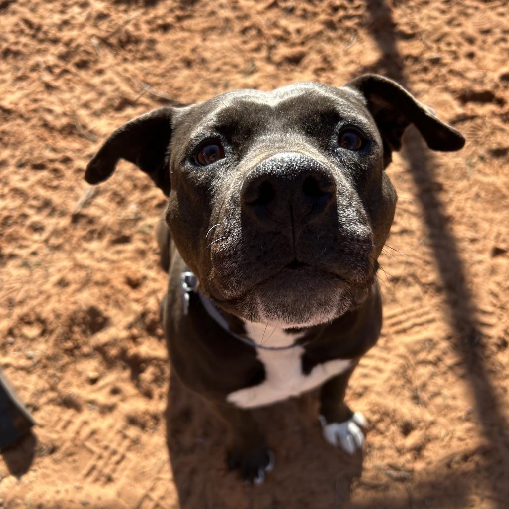 Lilac, an adoptable American Staffordshire Terrier in Kanab, UT, 84741 | Photo Image 2