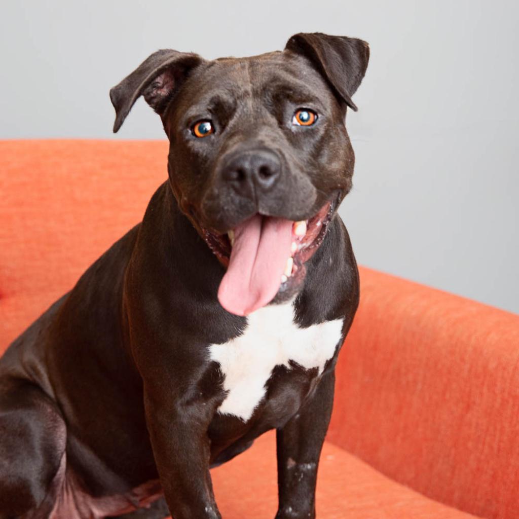 Lilac, an adoptable American Staffordshire Terrier in Kanab, UT, 84741 | Photo Image 4