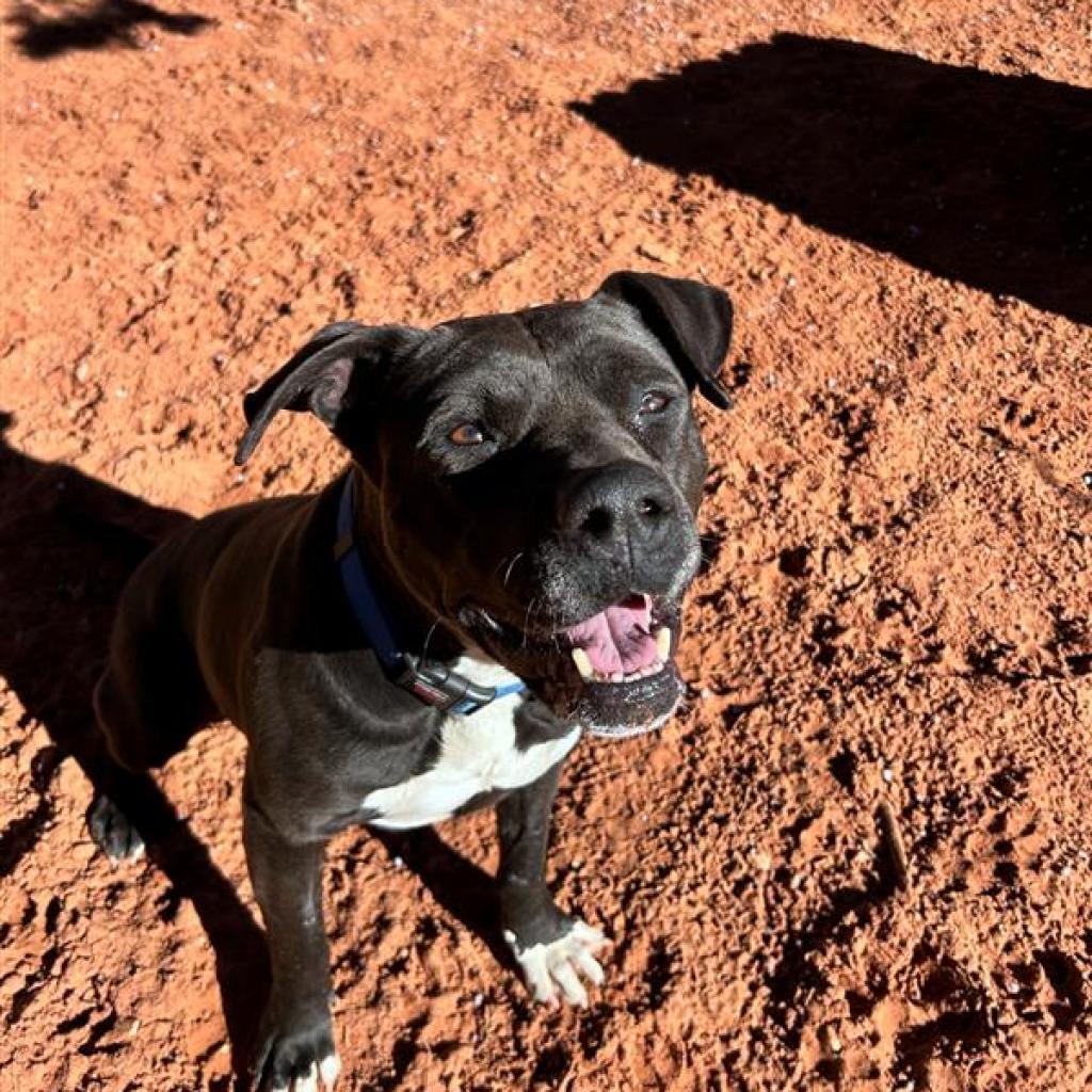 Lilac, an adoptable American Staffordshire Terrier in Kanab, UT, 84741 | Photo Image 4