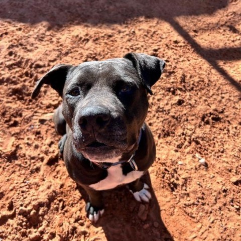 Lilac, an adoptable American Staffordshire Terrier in Kanab, UT, 84741 | Photo Image 5