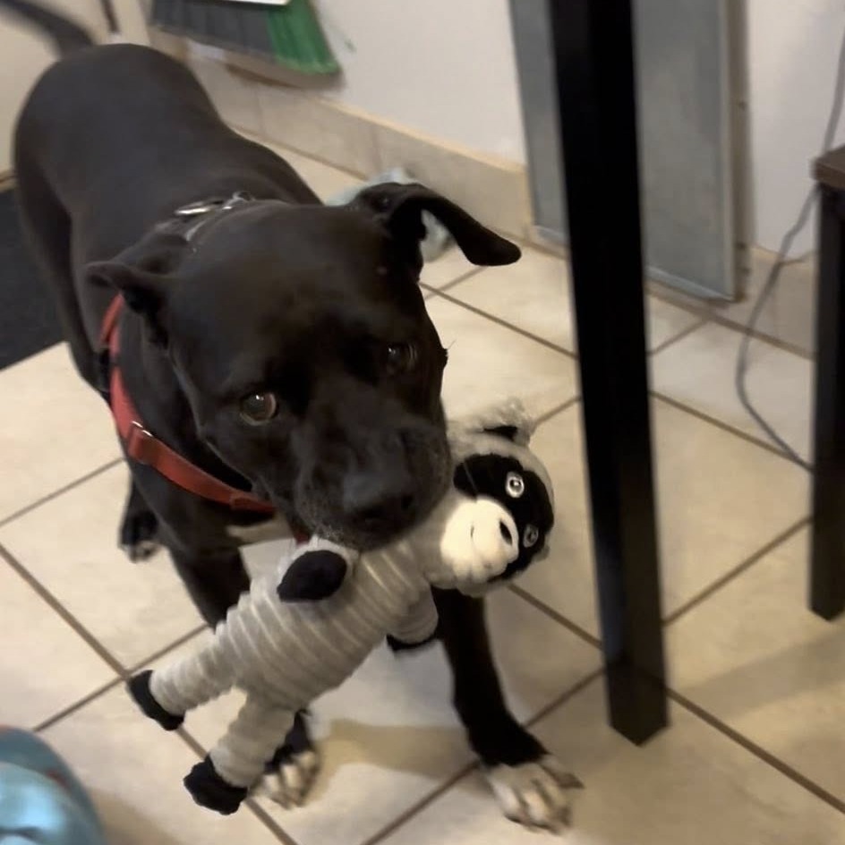 Lilac, an adoptable American Staffordshire Terrier in Kanab, UT, 84741 | Photo Image 6