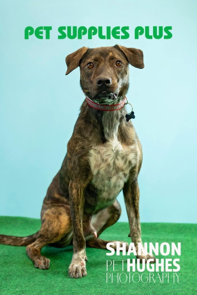 Midnight aka Milo, an adoptable Pit Bull Terrier, Mixed Breed in Macon, GA, 31210 | Photo Image 1