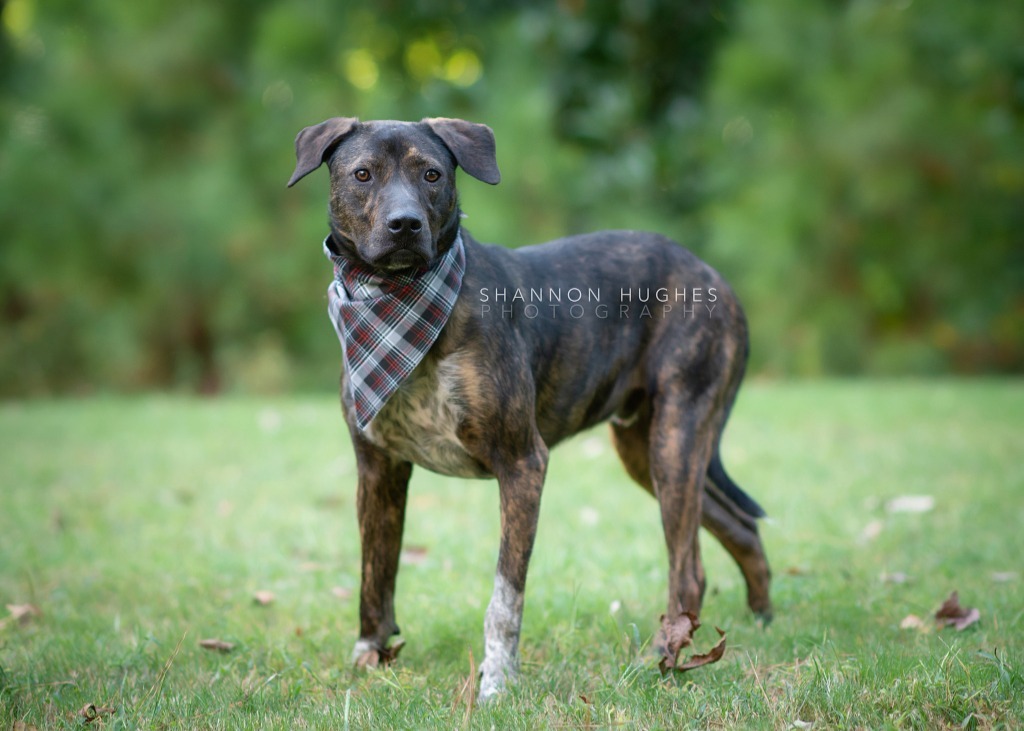 Midnight aka Milo, an adoptable Pit Bull Terrier, Mixed Breed in Macon, GA, 31210 | Photo Image 2
