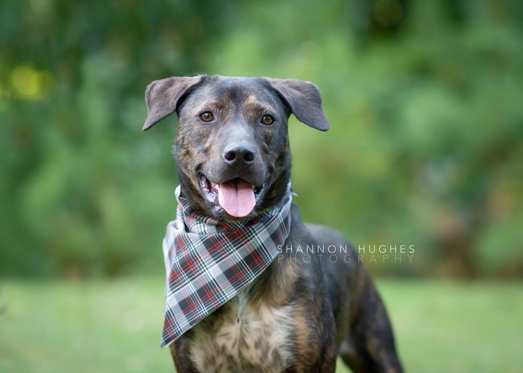 Midnight aka Milo, an adoptable Pit Bull Terrier, Mixed Breed in Macon, GA, 31210 | Photo Image 3