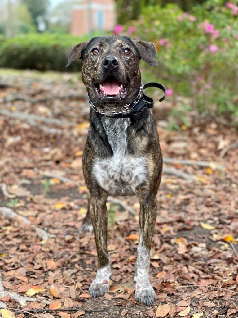 Midnight aka Milo, an adoptable Pit Bull Terrier, Mixed Breed in Macon, GA, 31210 | Photo Image 4