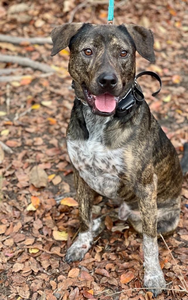 Midnight aka Milo, an adoptable Pit Bull Terrier, Mixed Breed in Macon, GA, 31210 | Photo Image 5