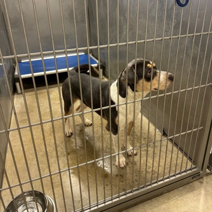 Plainfield dog sale pound