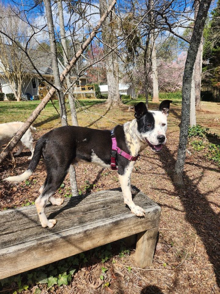 Dog for adoption - Benny, a Pit Bull Terrier & Border Collie Mix in ...