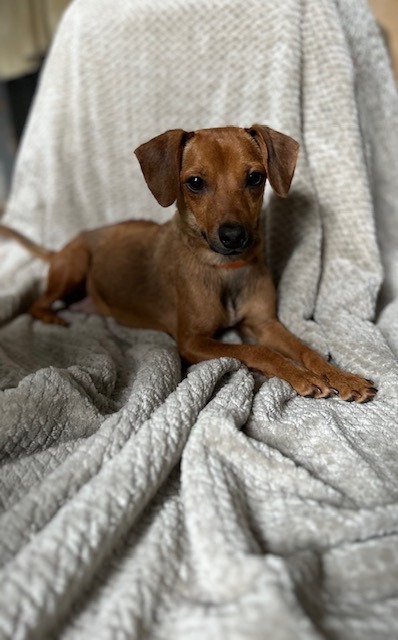 Sadie, an adoptable Dachshund & Chihuahua Mix in Lindenhurst, NY_image-2