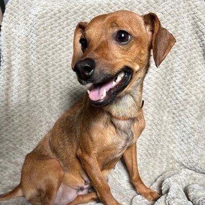 Sadie, an adoptable Dachshund & Chihuahua Mix in Lindenhurst, NY_image-1