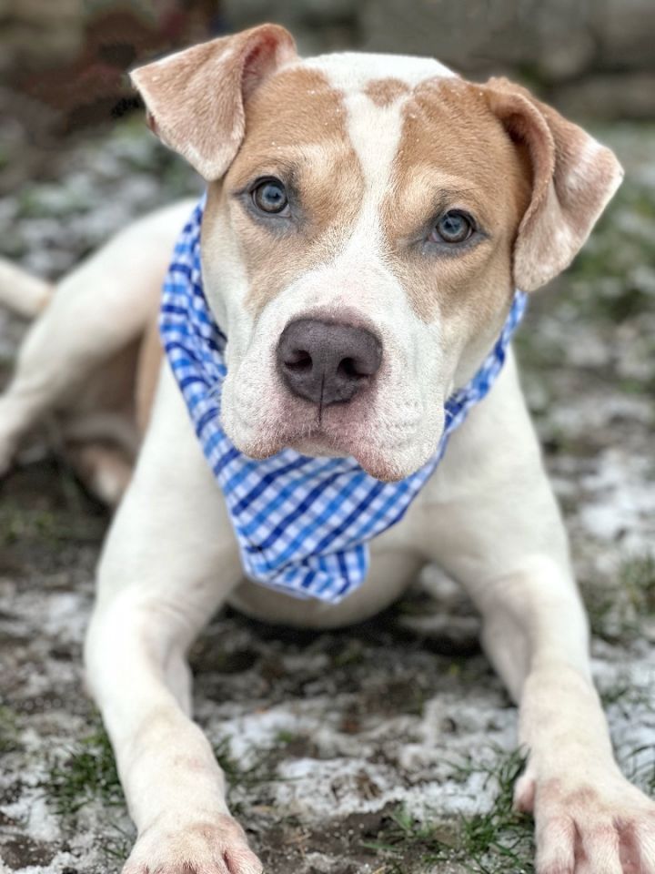 Jack russell store terrier blue eyes