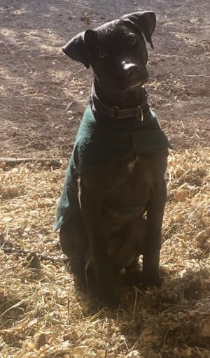 Kaleb (AL) Labrador Retriever Dog