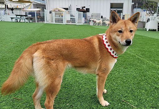 Shiba inu coyote store mix