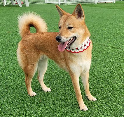 Jindo 2024 shiba mix