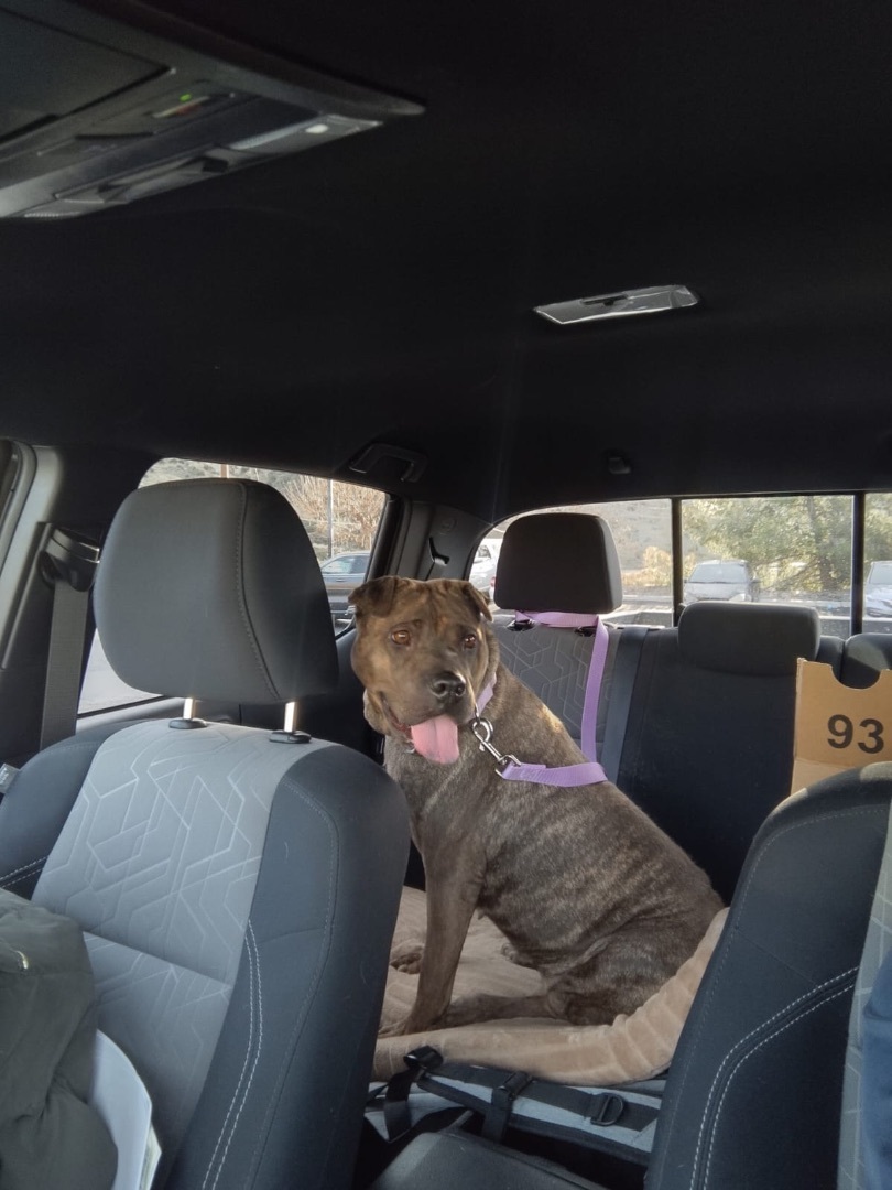 CUTIE COCO, an adoptable Shar-Pei in Ammon, ID, 83406 | Photo Image 4