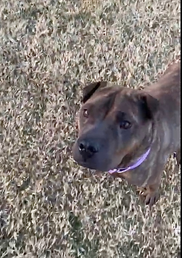 CUTIE COCO, an adoptable Shar-Pei in Ammon, ID, 83406 | Photo Image 5