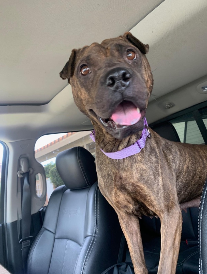 CUTIE COCO, an adoptable Shar-Pei in Ammon, ID, 83406 | Photo Image 1