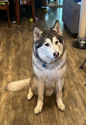 SUMMIT Alaskan Malamute Dog